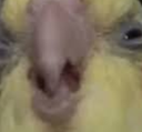 visible_disgust emote for Discord
