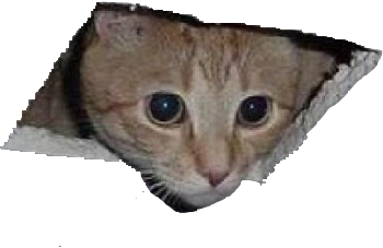 hole_cat emote for Discord