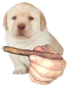 bluntDog emote for Discord