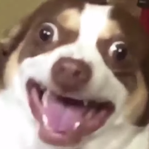 Dog_laugh emote for Discord
