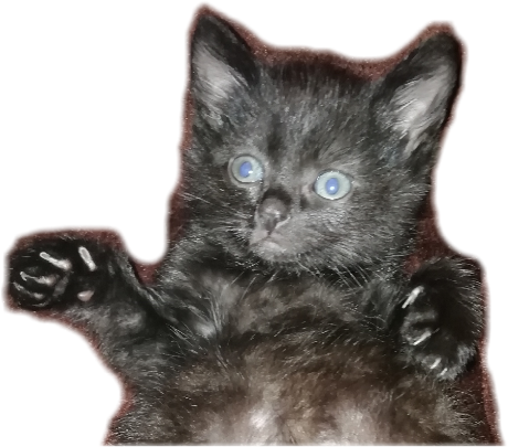 Cat_wtf emote for Discord
