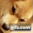 Doge_angry_animated emote for Discord
