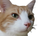 CatCuteStare emote for Discord
