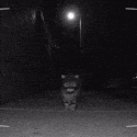 fuckCAT emote for Discord