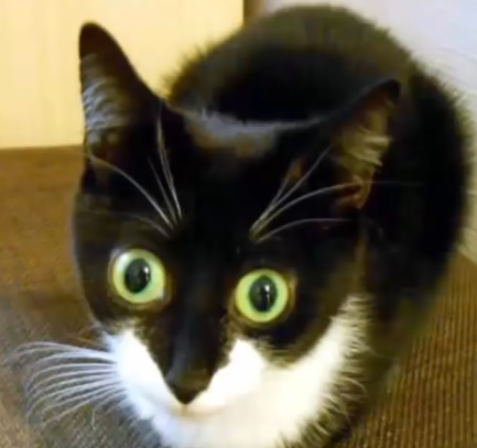 bigeyes emote for Discord