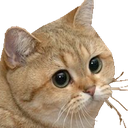 StareCat emote for Discord