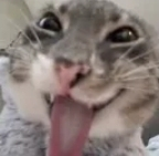 cat emote for Discord