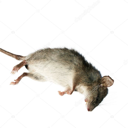 dead_rat emote for Discord