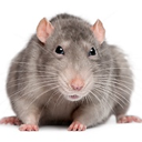 rat emote for Discord