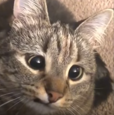 derp_cat emote for Discord