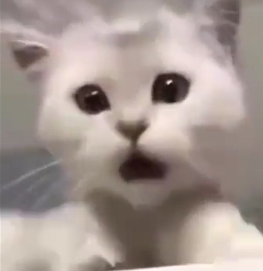 cat_shock emote for Discord