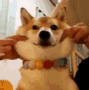 Chienshiba emote for Discord