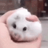 PetTheRat animated emote