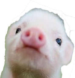 baby_pig emote for Discord