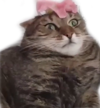 flower_cat emote for Discord