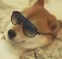 ChillPup emote for Discord