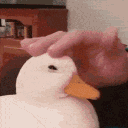duckpet emote for Discord
