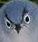 angerybird emote for Discord