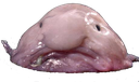 Blobfish emote for Discord