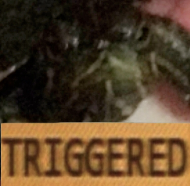 TriggerdTurtle emote for Discord