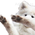 boofdab emote for Discord