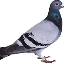 Pigeon emote for Discord