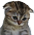 sadness emote for Discord