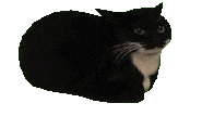 spinningcat emote for Discord