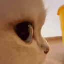1 emote for Discord
