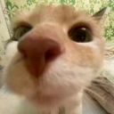 12cat emote for Discord