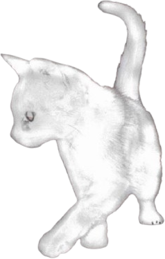 Cat emote for Discord