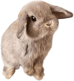 brownbunny emote for Discord
