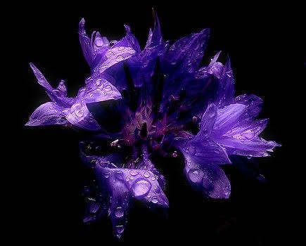 gothicflower emote for Discord