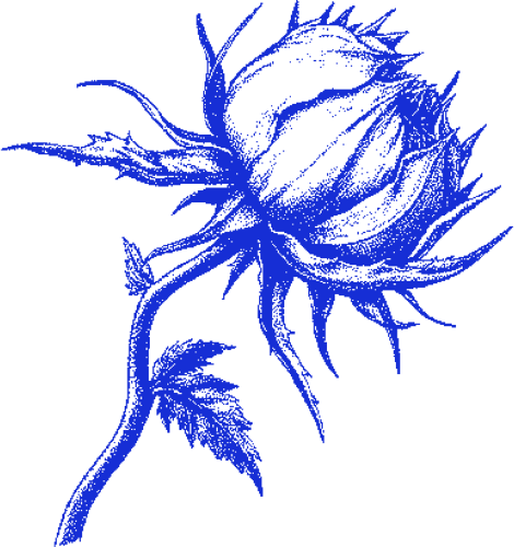 Rose emote for Discord