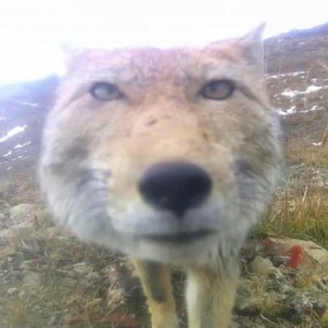 FoxStaring emote for Discord