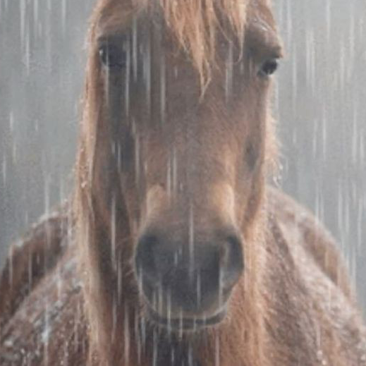 SadHorse emote for Discord