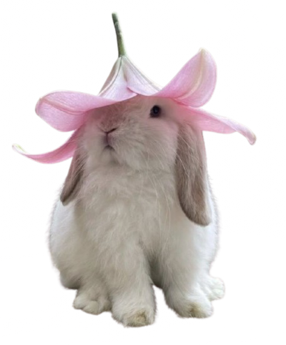 cutebunnylilyhat emote for Discord