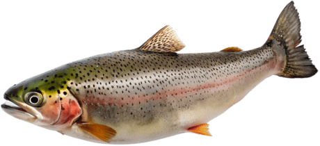 PezTrucha emote for Discord