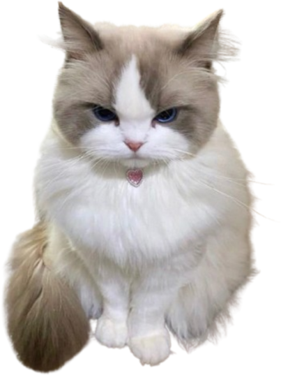 cutecattongue emote for Discord