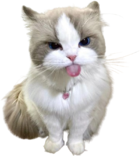 cutecattongue emote for Discord