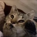 1234 emote for Discord