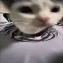 123123 emote for Discord