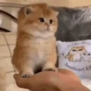 12345 emote for Discord