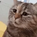 1mau emote for Discord