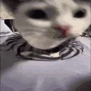 213 emote for Discord