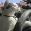 2cat2curious emote for Discord