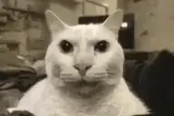 2CatsStare emote for Discord