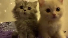 2cats emote for Discord