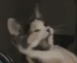 20241128_173959 emote for Discord