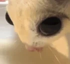 2winsideeye emote for Discord